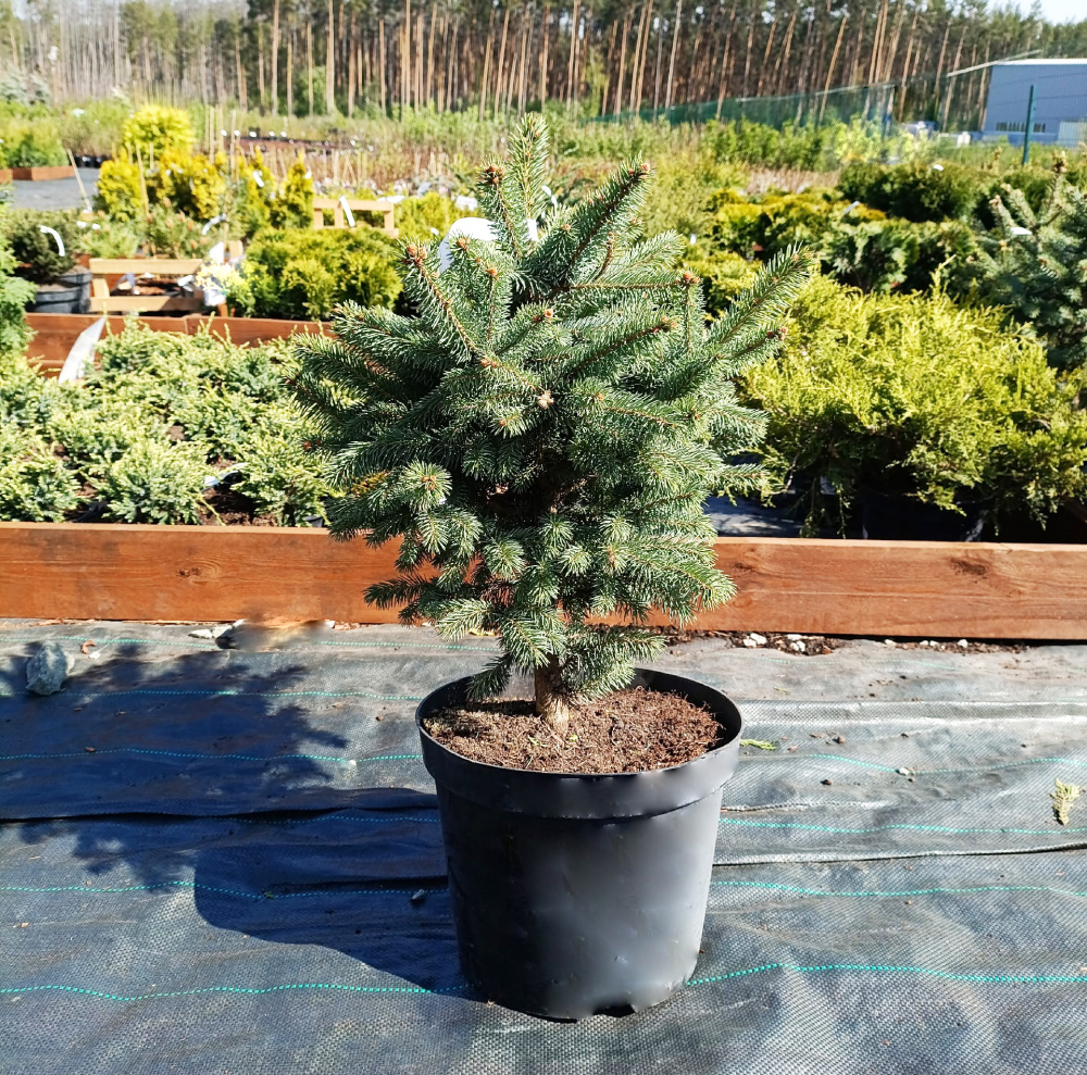 Ель колючая Супер Блю Сидлинг С10 1шт /Picea pungens Super Blue Seedling