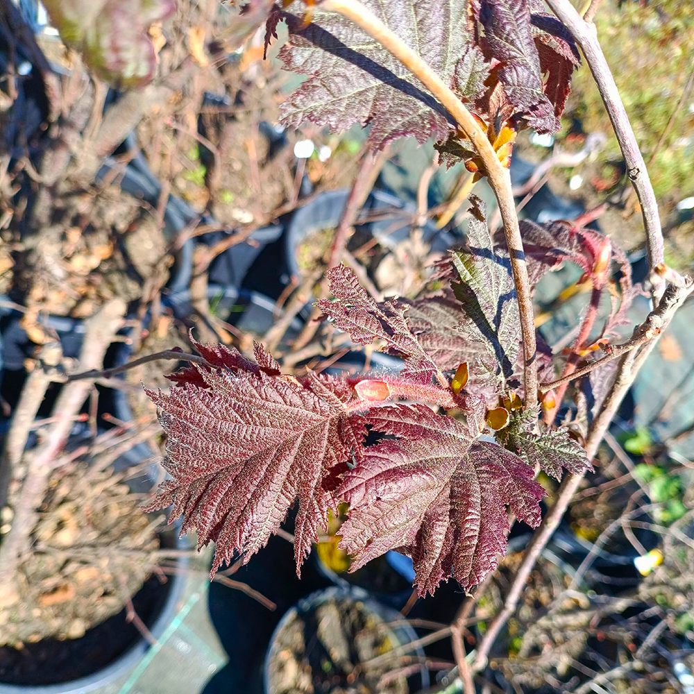 Лещина обыкновенная Бургунди Лейс С5 1шт /Corylus avellana Burgundy Lace