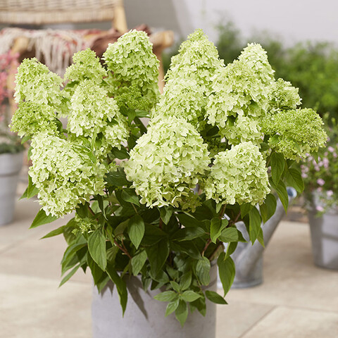 Гортензия метельчатая Грин Лайт 1шт.