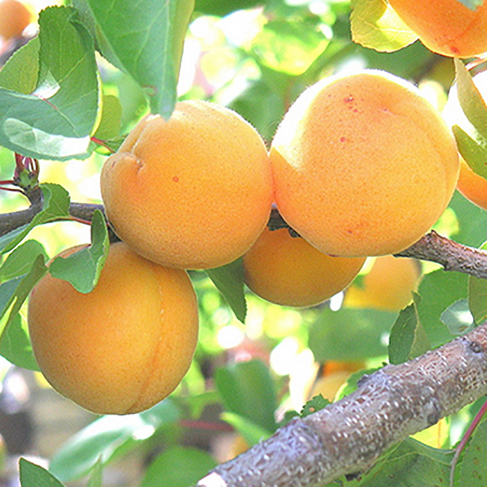 Абрикос Алеша (подвой абрикос, в сетке) 1шт