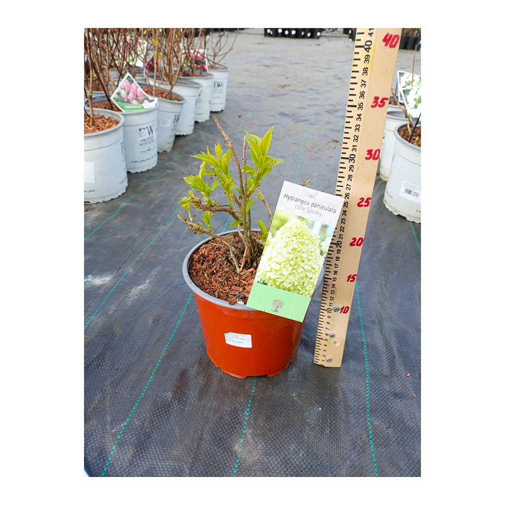 Гортензия метельчатая Литтл Спуки С3 1шт/Hydrangea paniculata LITTLE SPOOKY