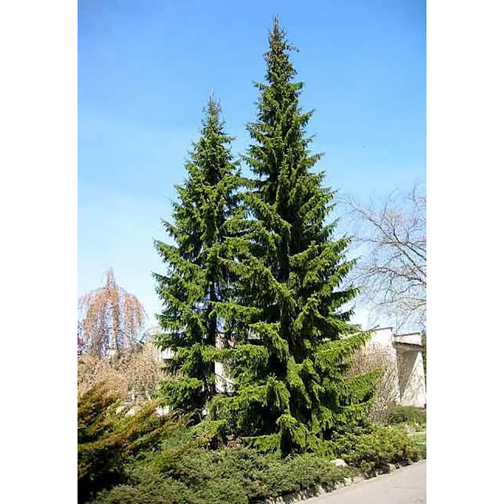 Ель сербская  С5 (50-70) 1шт/Picea omorika