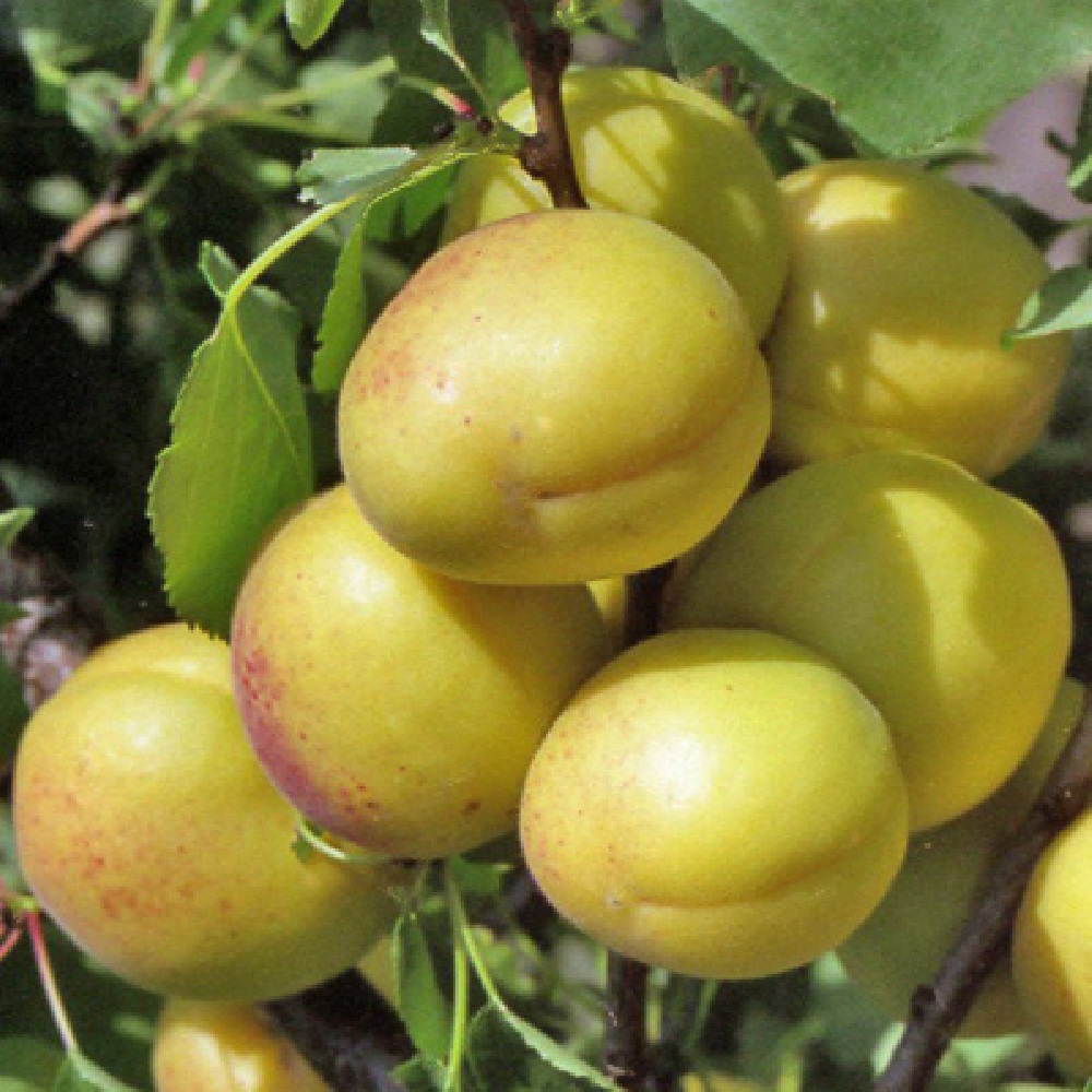 Абрикос Лель  1шт