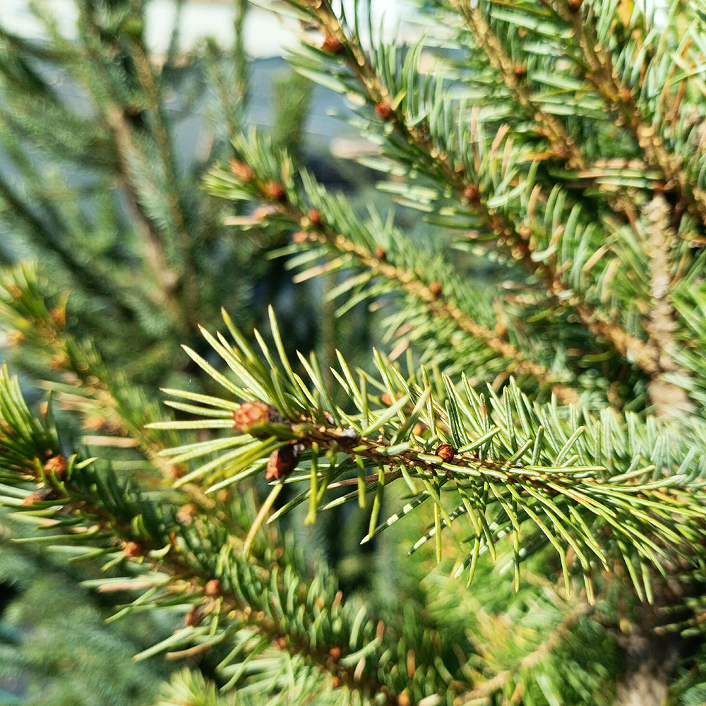 Ель сербская  С46 160-180 1шт/Picea omorika 