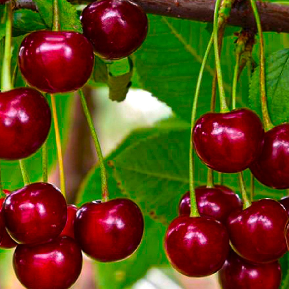 Вишня Ашинская С2-3л 1шт (2х лет саженец)